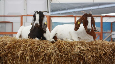 Zwei Ziegen auf einem Strohballen