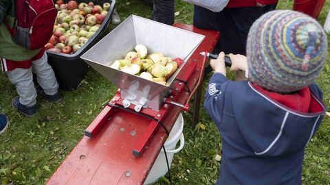 Kinder dürfen an einer Saftpresse mithelfen: Selbstgequetschter Apfelsaft ist besonders lecker