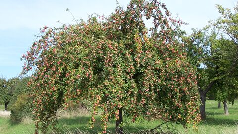 Voller Behang an Apfelhochstamm