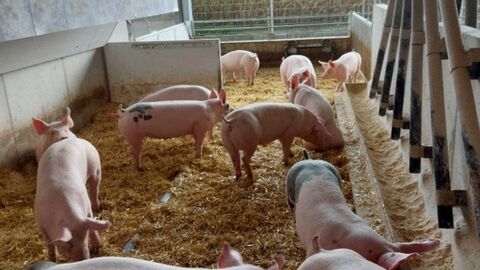 Schweinestall Schweinestall