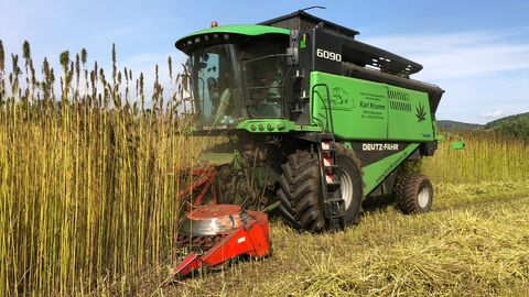 Ernte Hanfnüsse mit spezieller Erntetechnik