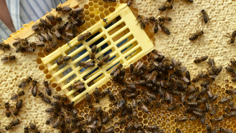 Bienen Bienen