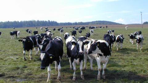 Kühe auf einer Wiese Kühe auf einer Wiese